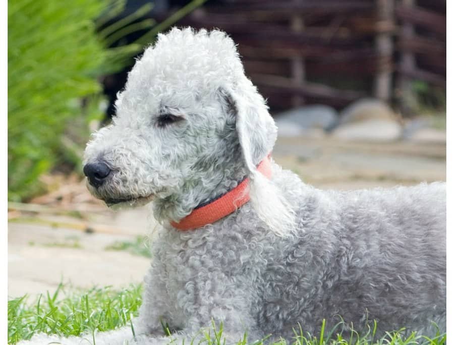Best Breed Of Dog For Someone With Allergies Best Breed Of Dog For Someone With Allergies