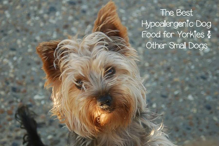 are yorkies hypoallergenic dogs best hypoallergenic food for yorkies are yorkies hypoallergenic dogs best hypoallergenic food for yorkies