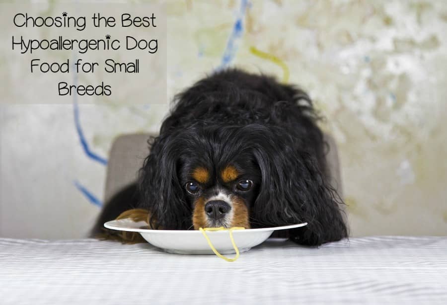 best puppy food for small breeds best hypoallergenic food for small breeds best puppy food for small breeds best hypoallergenic food for small breeds