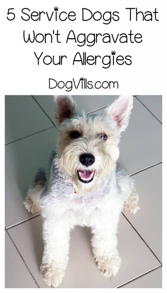 The Best Hypoallergenic Dog Breeds for Service
