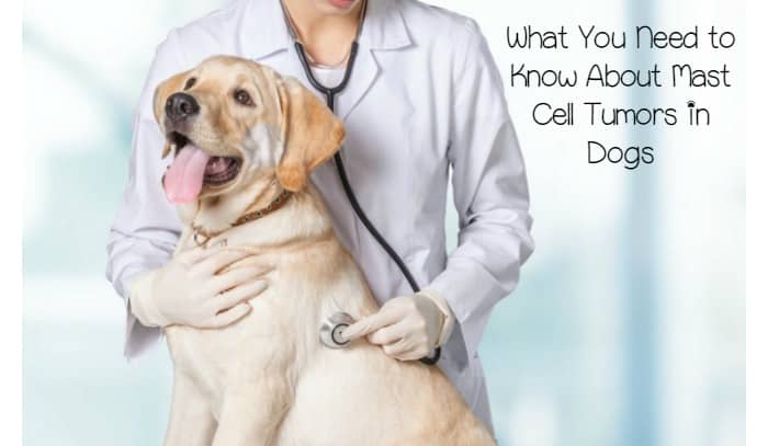 mast cell tumor golden retriever labrador retriever mast cell tumor photo mast cell tumor golden retriever labrador retriever mast cell tumor photo