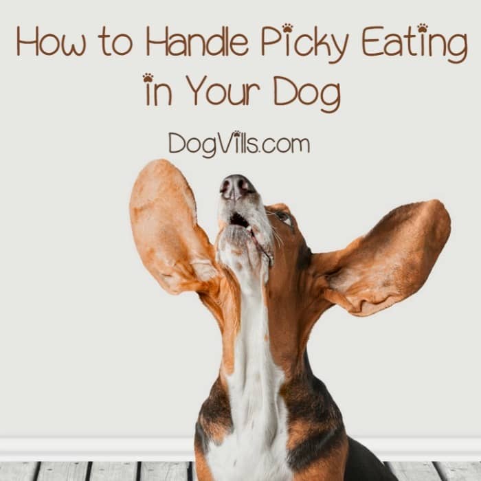 puppy picky eater 4 tips for handling a that is a picky eater puppy picky eater 4 tips for handling a that is a picky eater
