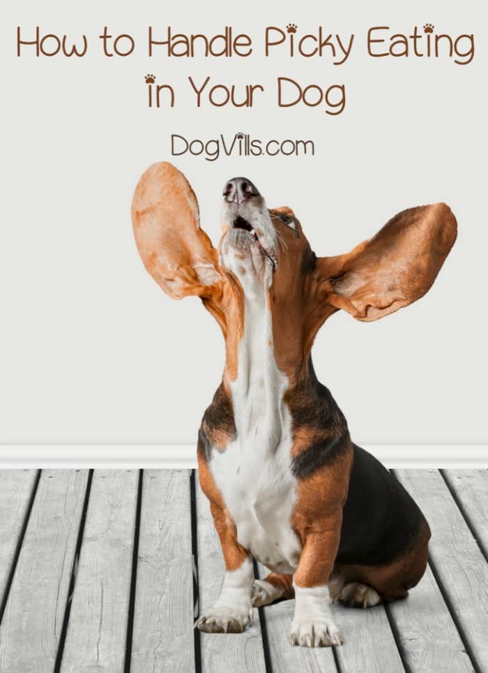 puppy picky eater 4 tips for handling a that is a picky eater puppy picky eater 4 tips for handling a that is a picky eater
