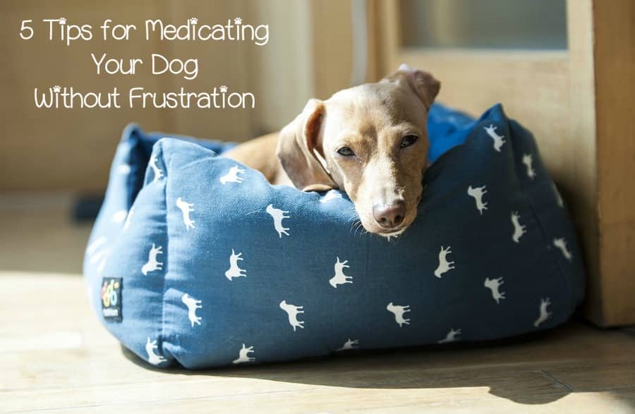Tips For Medicating Your Dog Without Frustration