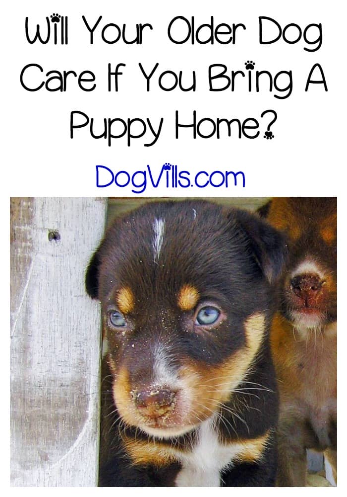 bringing your puppy home will your care if you bring a puppy home dogvills bringing your puppy home will your care if you bring a puppy home dogvills