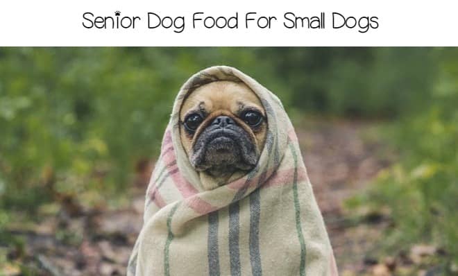 best senior food small breeds small breed senior food what to look for dogvills best senior food small breeds small breed senior food what to look for dogvills