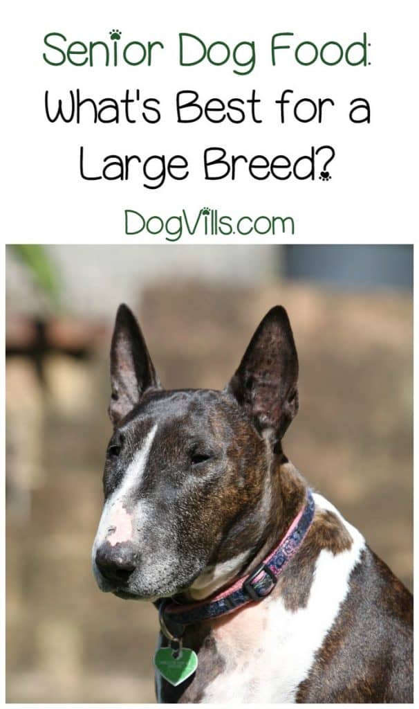 best large breed puppy food 2016 best senior food for large breeds best large breed puppy food 2016 best senior food for large breeds