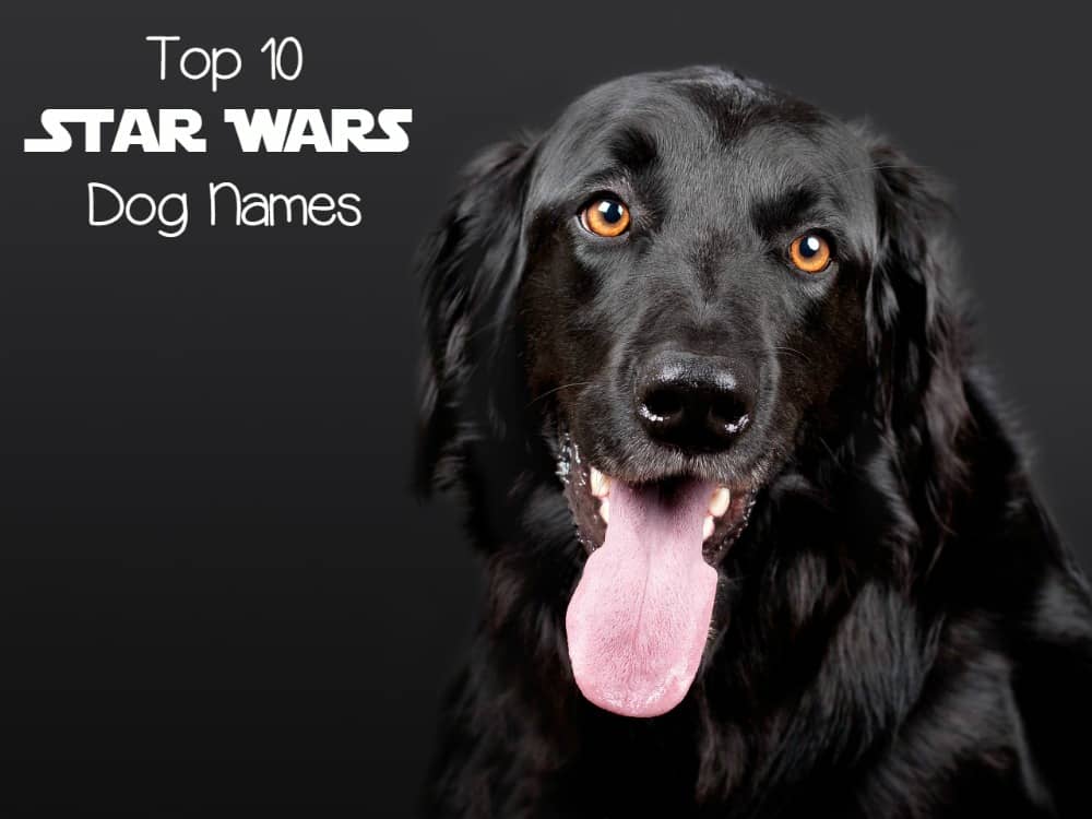 wars puppy top 10 wars names dogvills wars puppy top 10 wars names dogvills