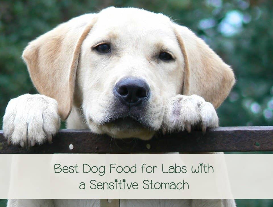 best puppy food for labs what is the best food for labs with a sensitive stomach best puppy food for labs what is the best food for labs with a sensitive stomach
