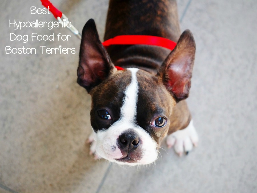 What is The Best Hypoallergenic Dog Food for Boston Terriers 