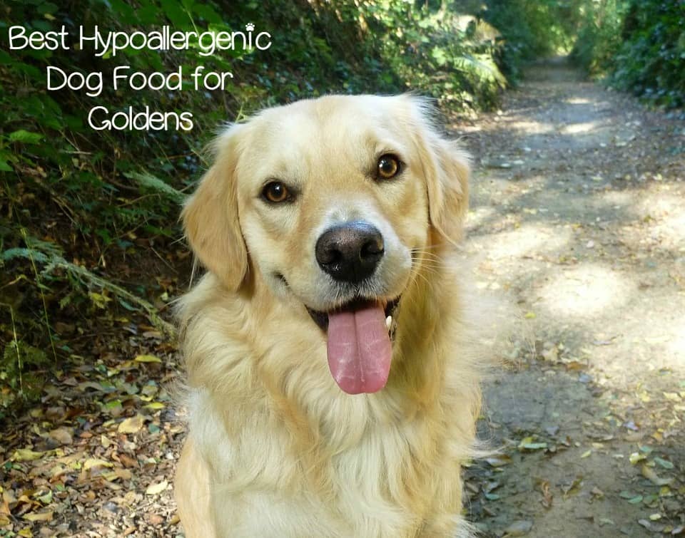 golden retriever hypoallergenic