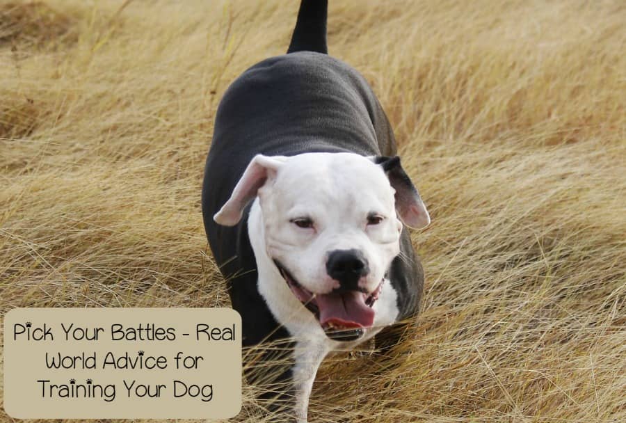 The Dog Whisperer Puppy Training Episode The Dog Whisperer Puppy Training Episode