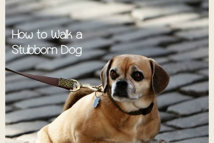 My Dog Doesnt Barking When I Get Home My Dog Doesnt Barking When I Get Home