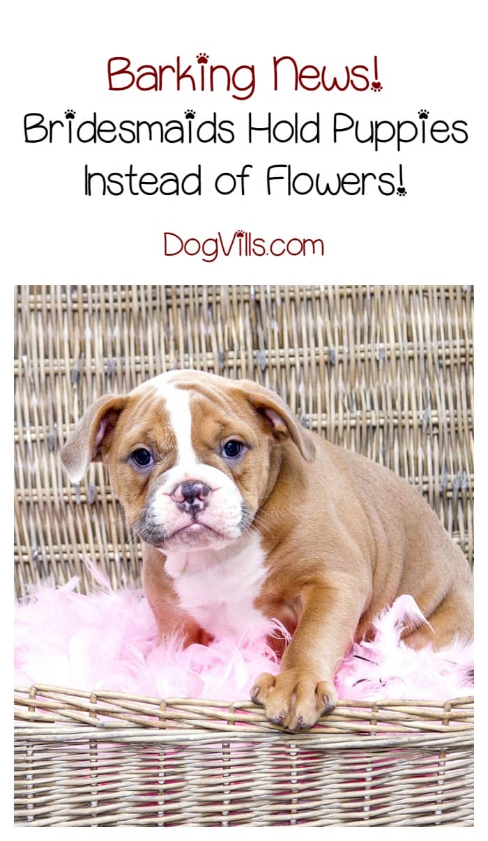 bridesmaids puppies bridesmaids hold rescue puppies instead of flowers at this wedding dogvills bridesmaids puppies bridesmaids hold rescue puppies instead of flowers at this wedding dogvills