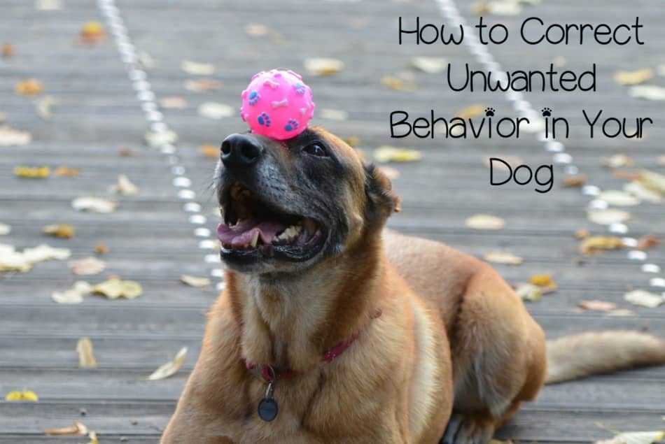 How Do I Correct a Training Mistake in My Dog? DogVills