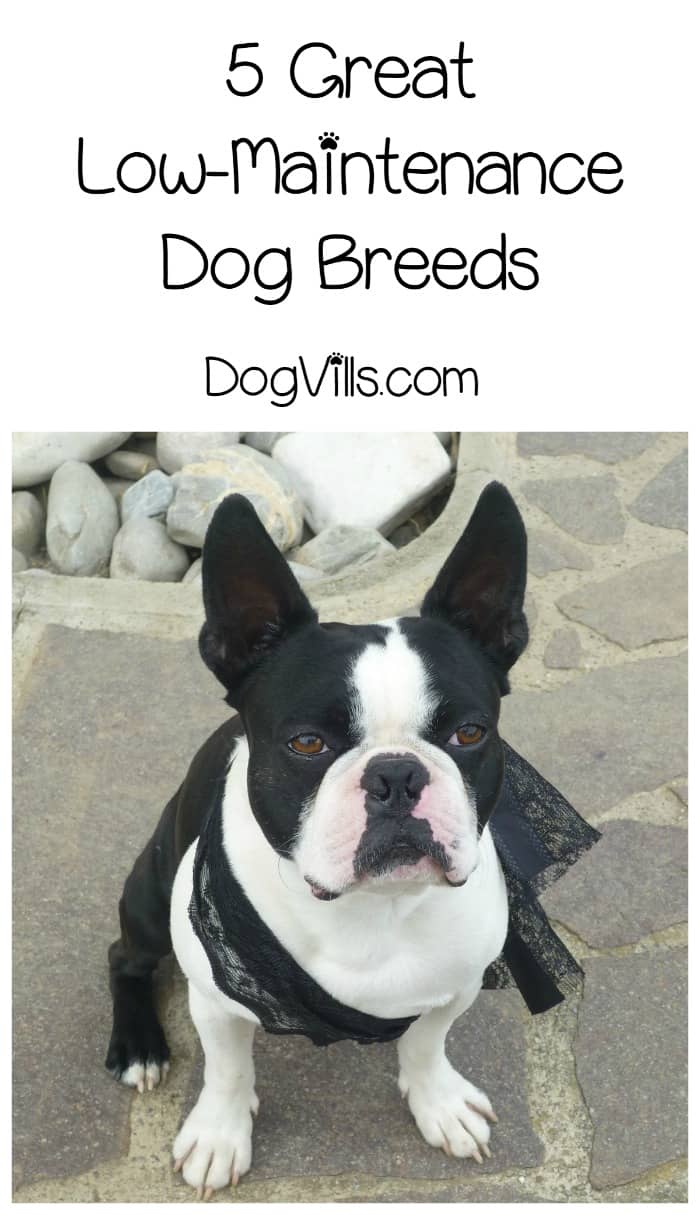 low maintenance dogs 5 low maintenance breeds for busy families dogvills low maintenance dogs 5 low maintenance breeds for busy families dogvills