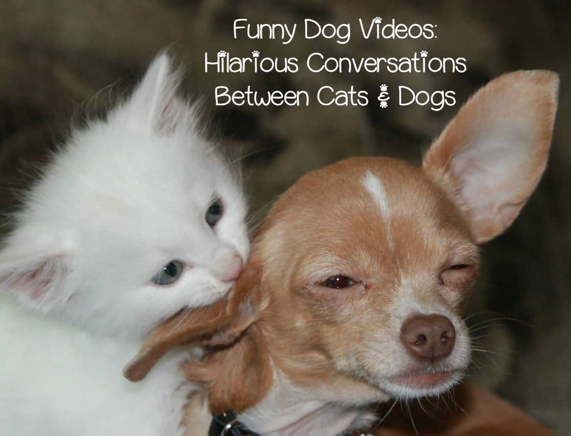 Funny Dog Video Cat Takes on a Beagle + Talking Pet Clips