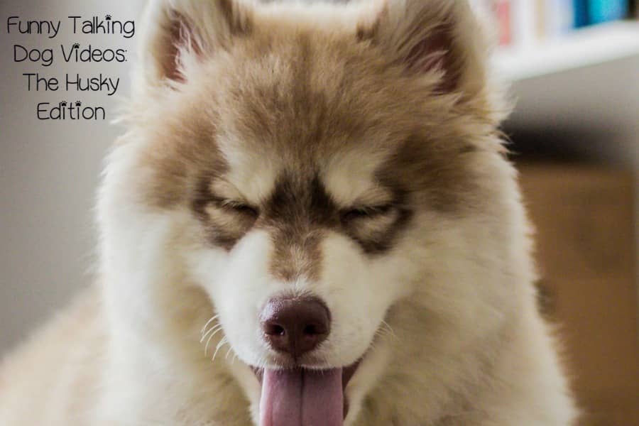 funny huskies talking