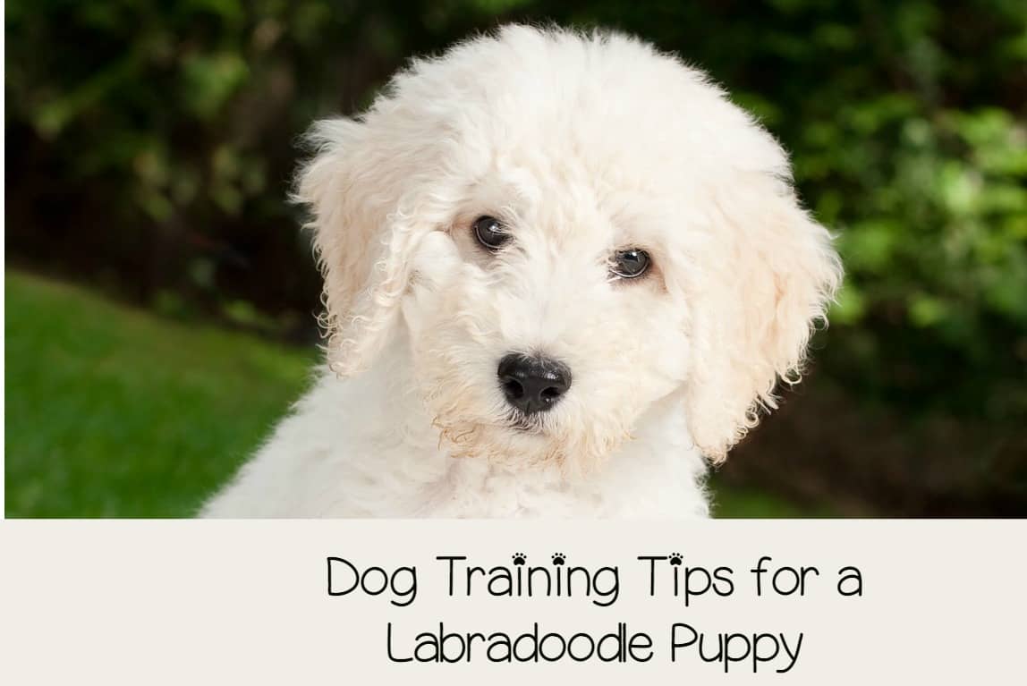 How Should a Labradoodle Puppy Be Trained? DogVills
