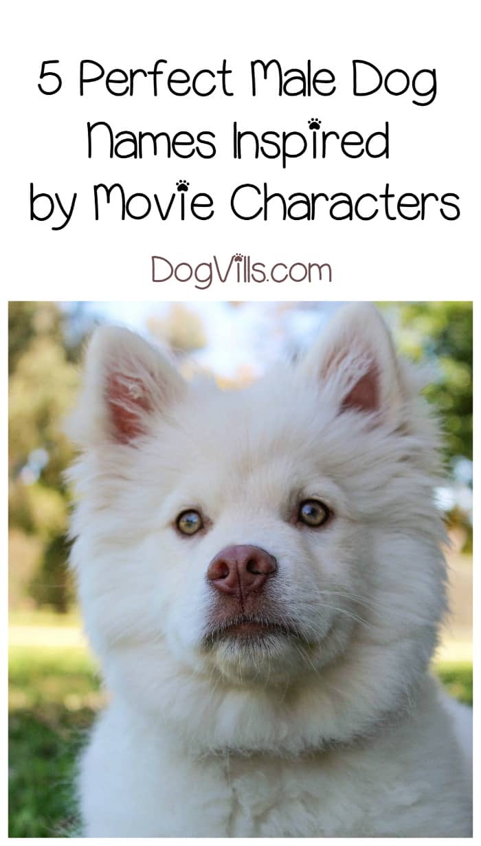 names inspired by names inspired by characters dogvills names inspired by names inspired by characters dogvills