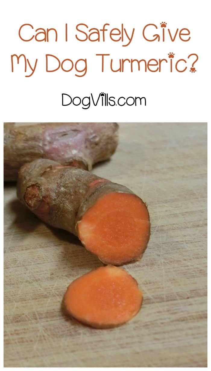 Turmeric for Dogs Can I Give Turmeric to My Dog? DogVills