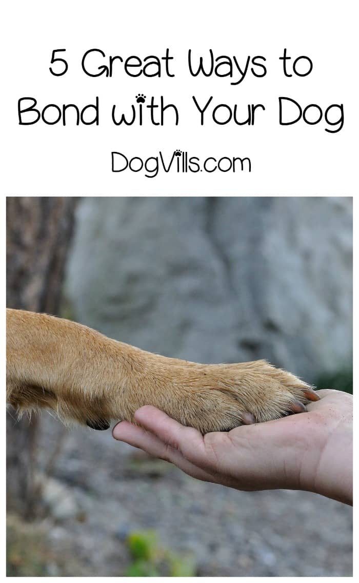 bonding with puppy what are the best ways to bond with your dogvills bonding with puppy what are the best ways to bond with your dogvills
