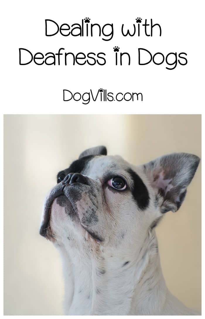 how to tell if a puppy is deaf how do i if my is going deaf how can i help how to tell if a puppy is deaf how do i if my is going deaf how can i help