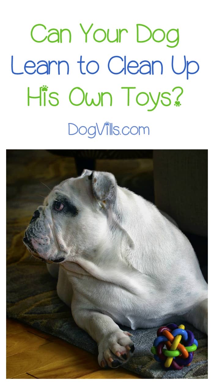 Training Tips Can a Dog Clean Up His Toys? DogVills