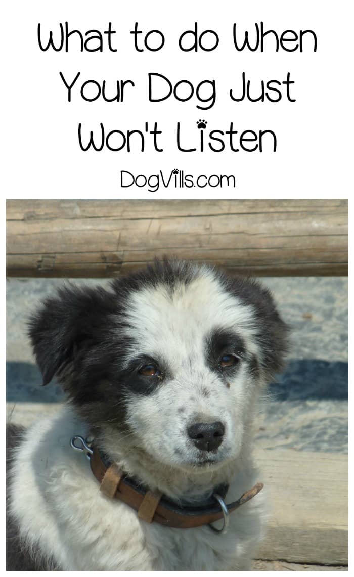 What to do if Your Dog Won't Listen to You DogVills