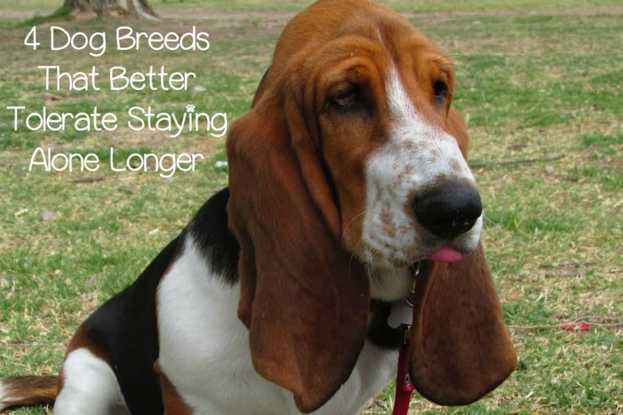 Dog Breeds That Can Stay Home Alone Dog Breeds That Can Stay Home Alone