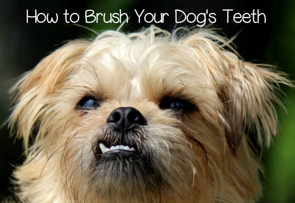 how to brush puppy teeth how to brush your s teeth with dogvills how to brush puppy teeth how to brush your s teeth with dogvills