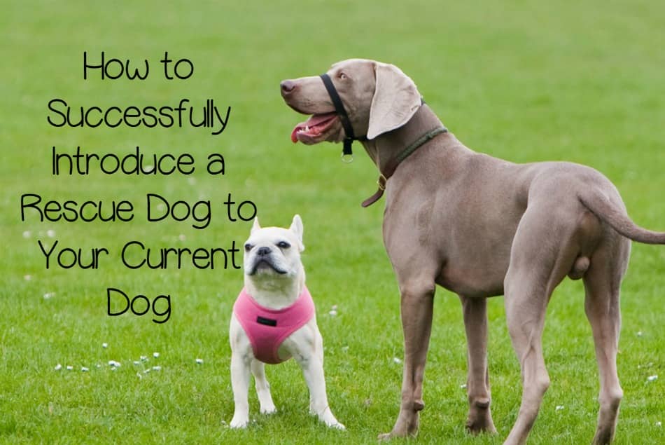How To Introduce A Puppy To An Aggressive Dog How To Introduce A Puppy To An Aggressive Dog