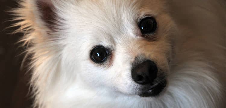 Is The Pomchi Dog Breed Right For You Dogvills