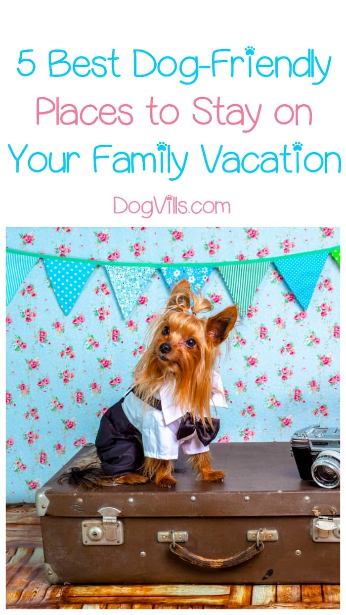 Pet Friendly Places To Stay Dog Cat And Horse Friendly | 5 dog friendly places to stay when traveling with your dog Pet Friendly Places To Stay Dog Cat And Horse Friendly | 5 dog friendly places to stay when traveling with your dog