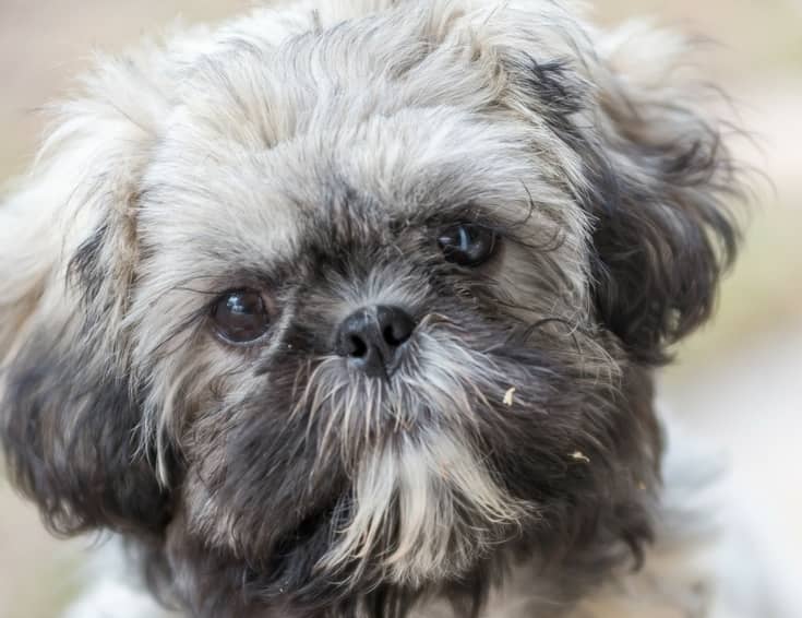low maintenance breeds that don t shed 10 healthiest breeds that don t shed dogvills low maintenance breeds that don t shed 10 healthiest breeds that don t shed dogvills