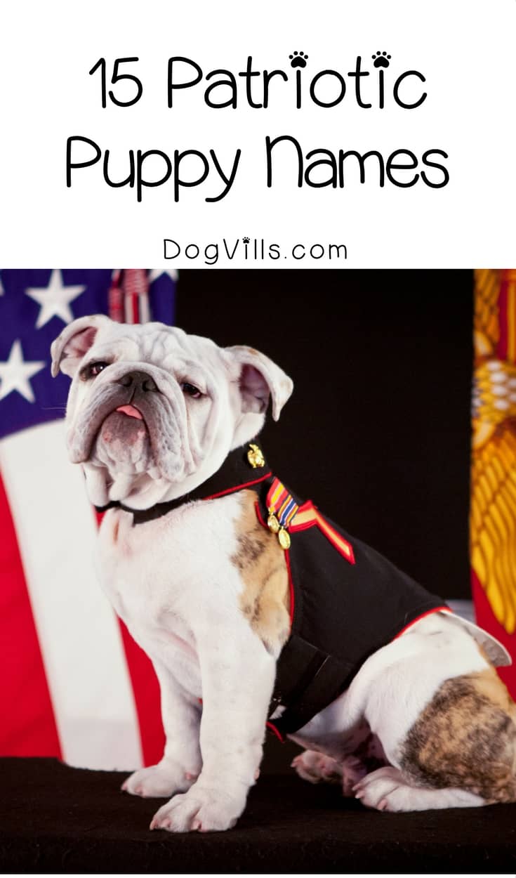 patriotic puppy names 15 perfectly patriotic puppy names to show your of country dogvills patriotic puppy names 15 perfectly patriotic puppy names to show your of country dogvills