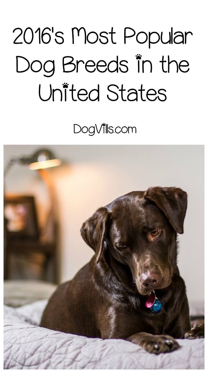 most popular dogs in the us labrador retriever is most popular breed in united states breeds picture most popular dogs in the us labrador retriever is most popular breed in united states breeds picture