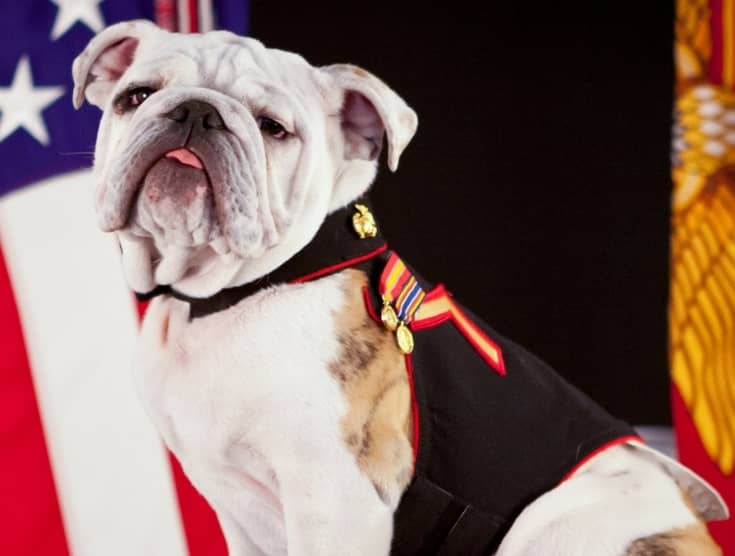 patriotic puppy names 15 perfectly patriotic puppy names to show your of country dogvills patriotic puppy names 15 perfectly patriotic puppy names to show your of country dogvills