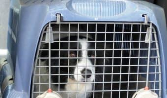 how can a stay in a crate archives dogvills how can a stay in a crate archives dogvills