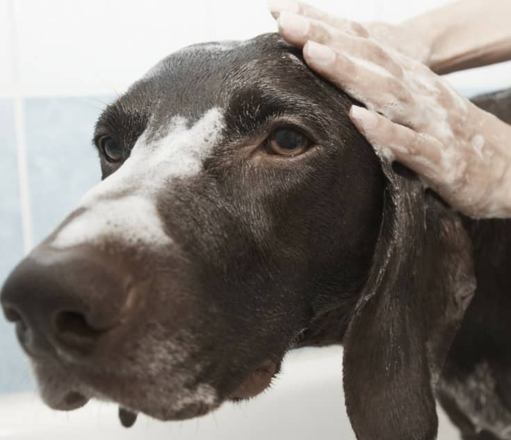 Everything You Need to Know about Grooming Your Dog at Home DogVills