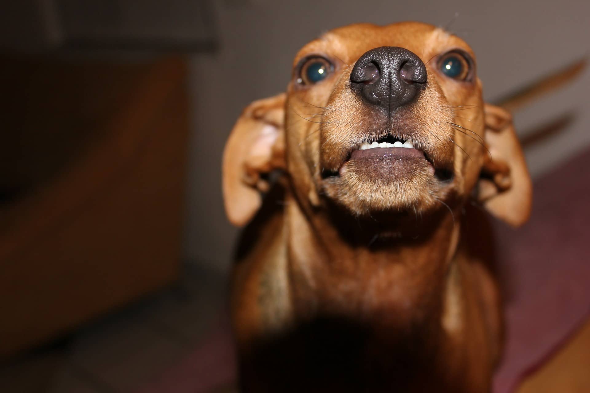 Aggressive Puppy - What it Means When Your Pup is "A Nut" - DogVills
