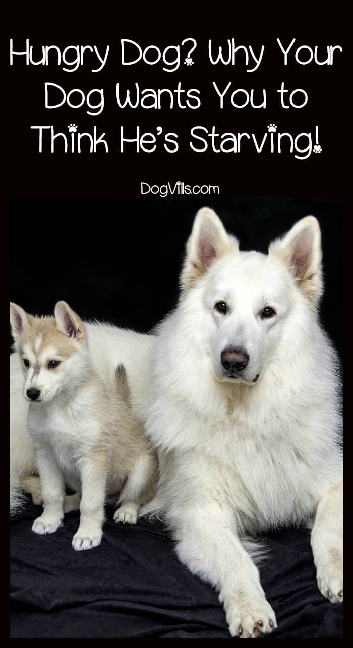 why is my puppy always hungry hungry why your wants you to think he s starving dogvills why is my puppy always hungry hungry why your wants you to think he s starving dogvills
