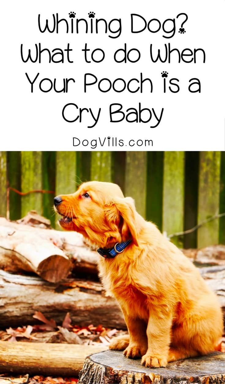 how to get your puppy to stop whining whining what to do when your pooch is a cry baby dogvills how to get your puppy to stop whining whining what to do when your pooch is a cry baby dogvills