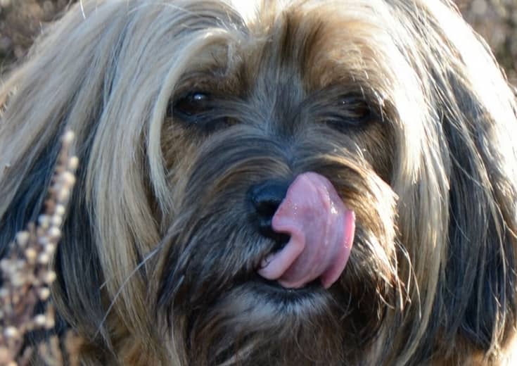 what treats can i put in a kong