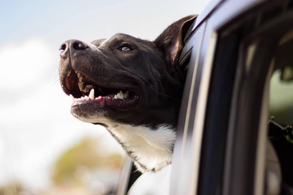 These Dog Hanging Out the Car Window Will Make You Smile!