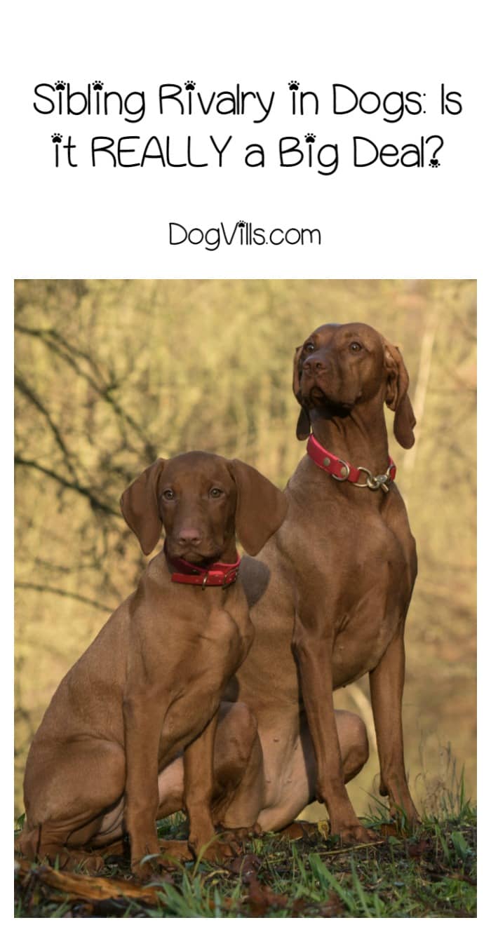 How to Deal with Sibling Rivalry in Dogs DogVills