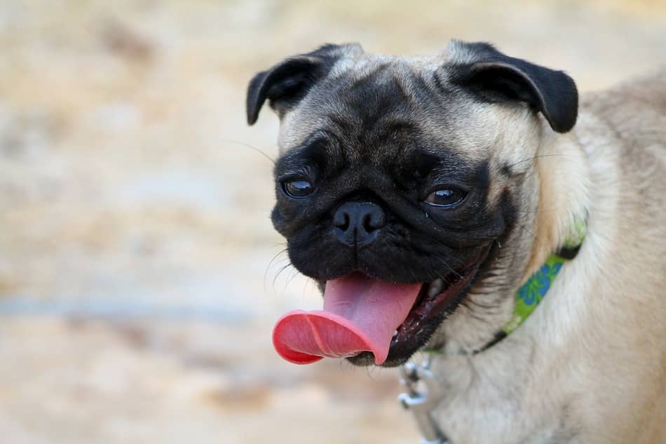 dogs can talk this amazing study suggests that dogs can talk to humans dogvills dogs can talk this amazing study suggests that dogs can talk to humans dogvills