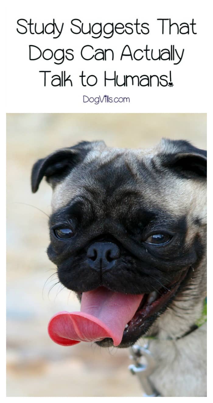 dogs can talk this amazing study suggests that dogs can talk to humans dogvills dogs can talk this amazing study suggests that dogs can talk to humans dogvills