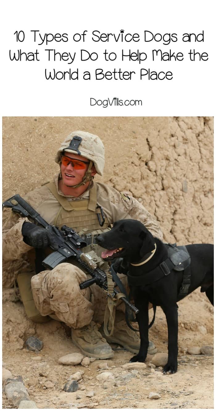 how do they service dogs 10 types of service dogs and how they make the world better dogvills how do they service dogs 10 types of service dogs and how they make the world better dogvills