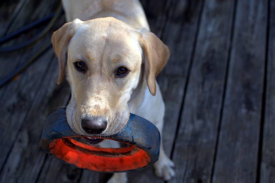 rawhide for teething puppies